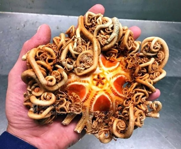 Foto - Hepsi birbirinden ürkütücü! Balıkçının ağına neler takılmış neler