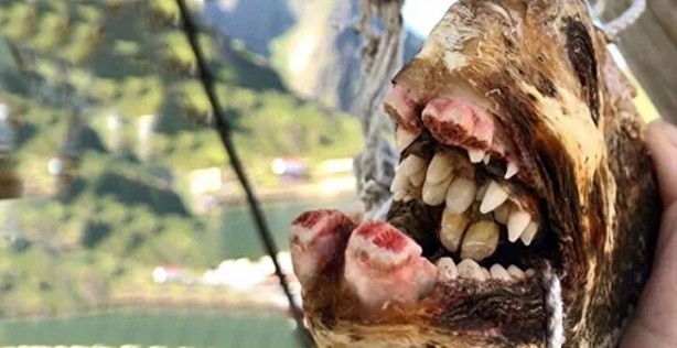 Foto - Hepsi birbirinden ürkütücü! Balıkçının ağına neler takılmış neler