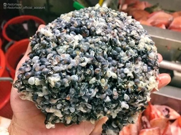 Foto - Hepsi birbirinden ürkütücü! Balıkçının ağına neler takılmış neler