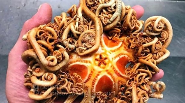 Foto - Hepsi birbirinden ürkütücü! Balıkçının ağına neler takılmış neler