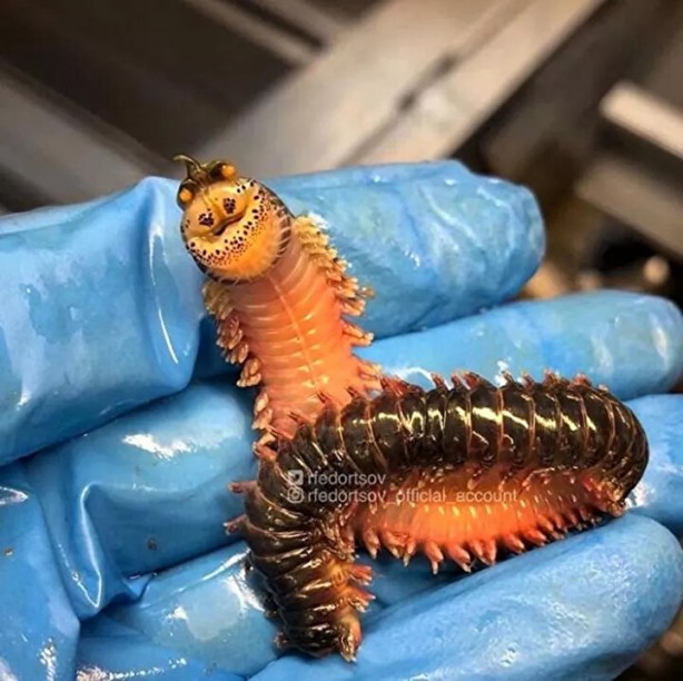 Foto - Hepsi birbirinden ürkütücü! Balıkçının ağına neler takılmış neler