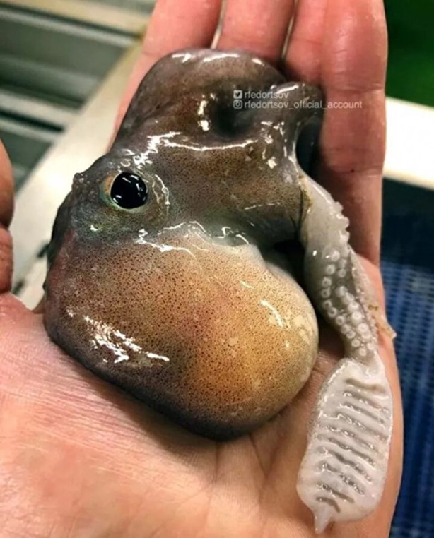 Foto - Hepsi birbirinden ürkütücü! Balıkçının ağına neler takılmış neler