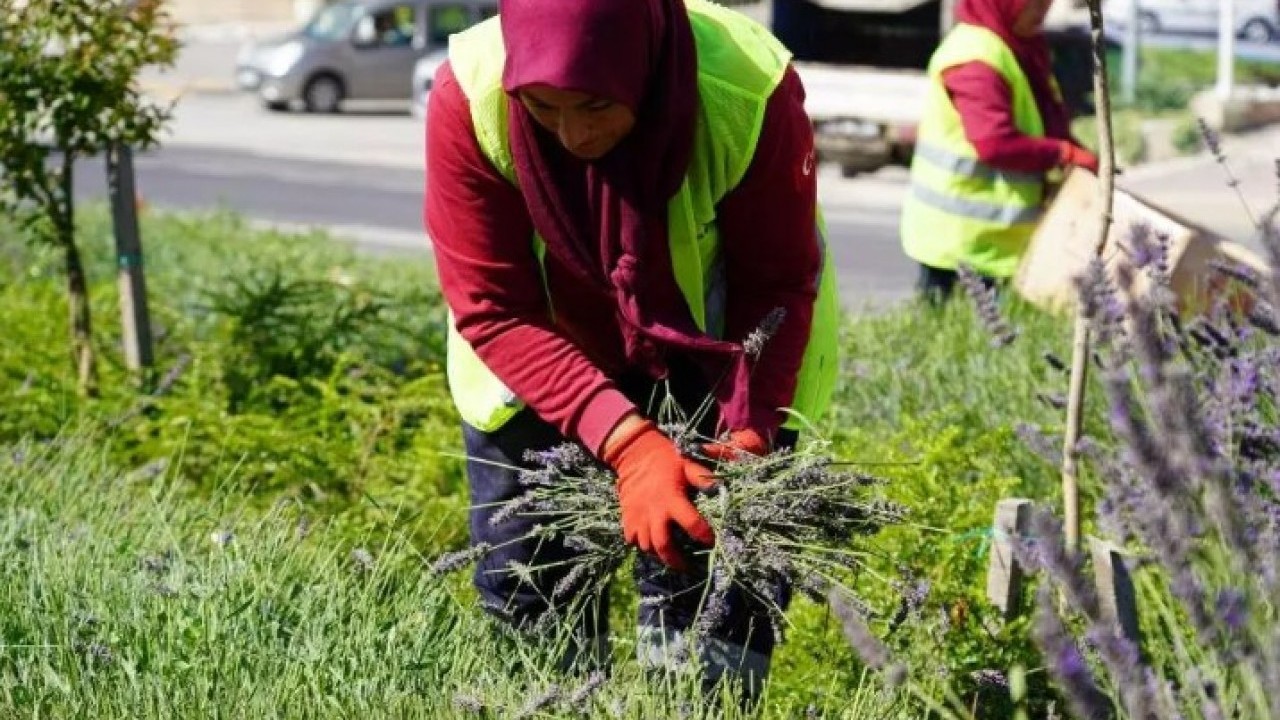 Hepsi göz dolduruyor: Hasat zamanı başladı!