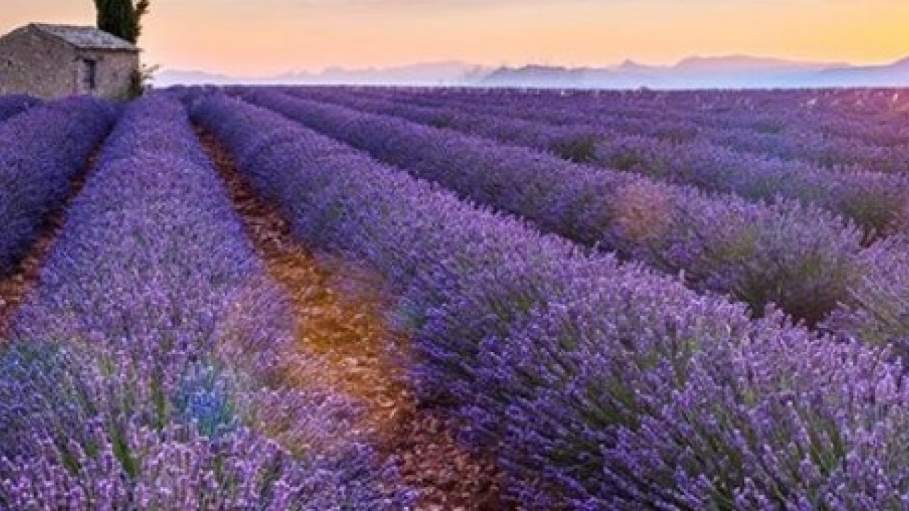 Foto - Hepsi göz dolduruyor: Hasat zamanı başladı!