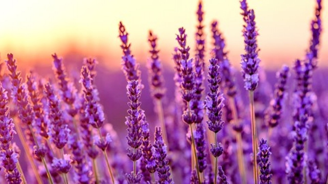 Foto - Hepsi göz dolduruyor: Hasat zamanı başladı!