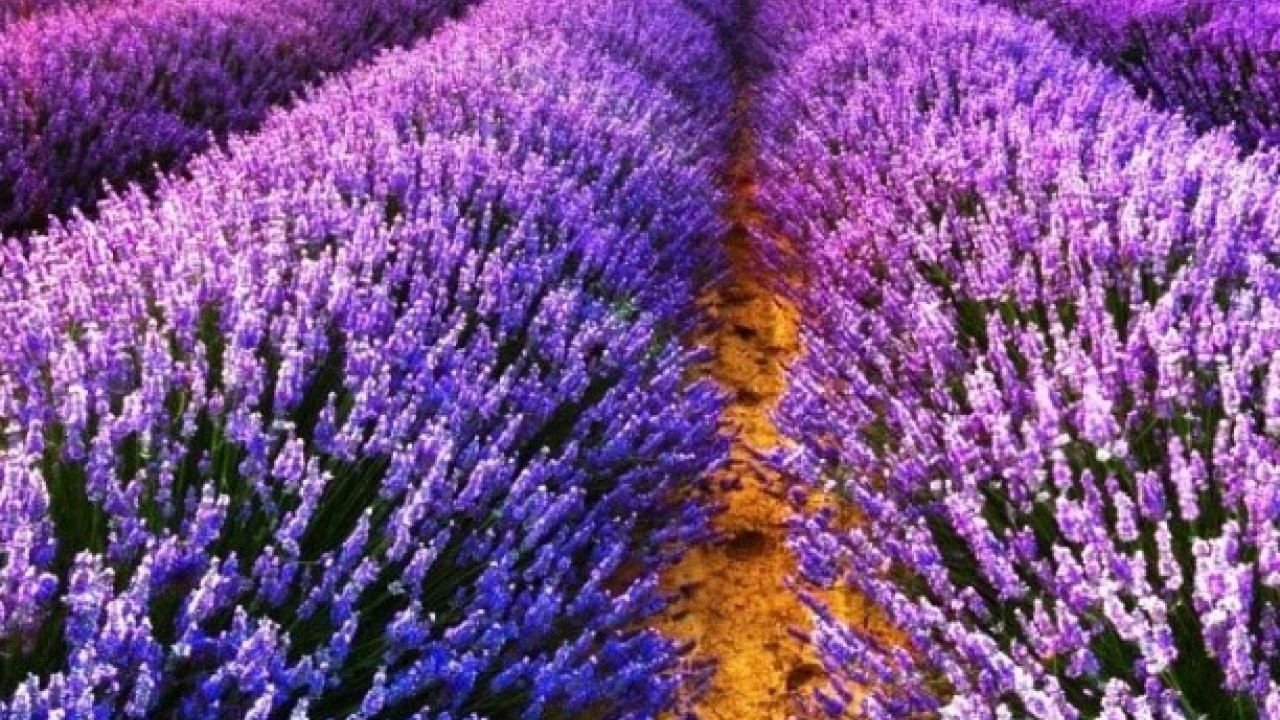 Foto - Hepsi göz dolduruyor: Hasat zamanı başladı!