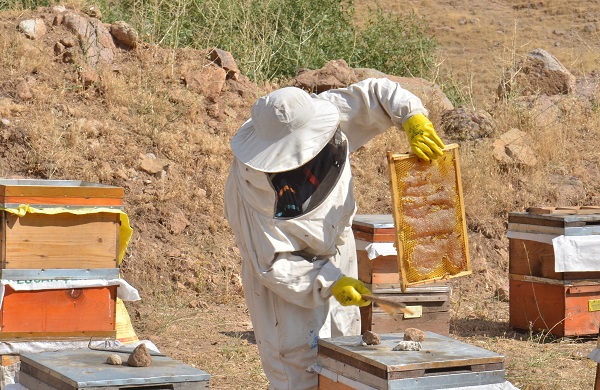 Foto - Hepsi telef olmuştu! Deprem sonrası ilk hasat 