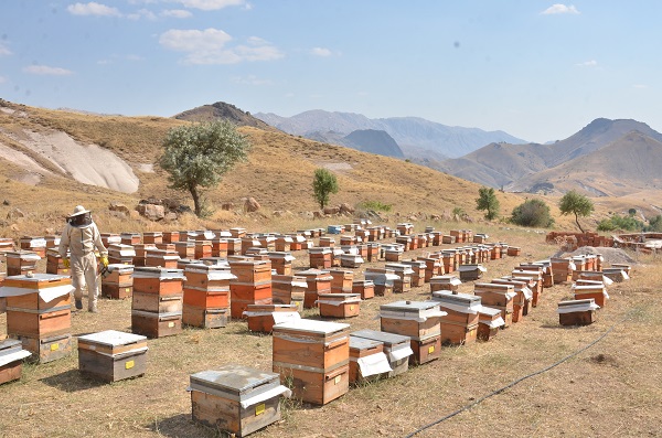 Foto - Hepsi telef olmuştu! Deprem sonrası ilk hasat 