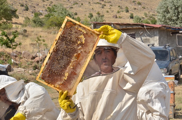 Foto - Hepsi telef olmuştu! Deprem sonrası ilk hasat 