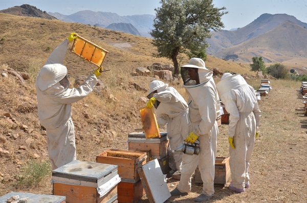 Foto - Hepsi telef olmuştu! Deprem sonrası ilk hasat 