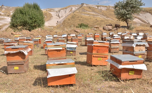 Foto - Hepsi telef olmuştu! Deprem sonrası ilk hasat 