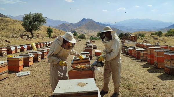 Foto - Hepsi telef olmuştu! Deprem sonrası ilk hasat 