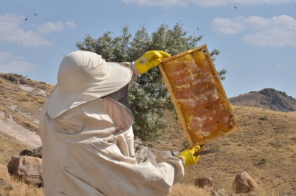 Hepsi telef olmuştu! Deprem sonrası ilk hasat 