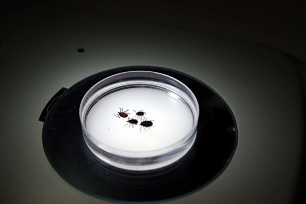 Foto - Hepsi Türkiye'de ortaya çıktı! İnsanlara ve hayvanlara hastalık taşıyorlar