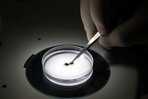 Foto - Hepsi Türkiye'de ortaya çıktı! İnsanlara ve hayvanlara hastalık taşıyorlar