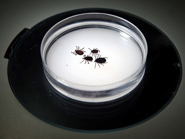 Foto - Hepsi Türkiye'de ortaya çıktı! İnsanlara ve hayvanlara hastalık taşıyorlar