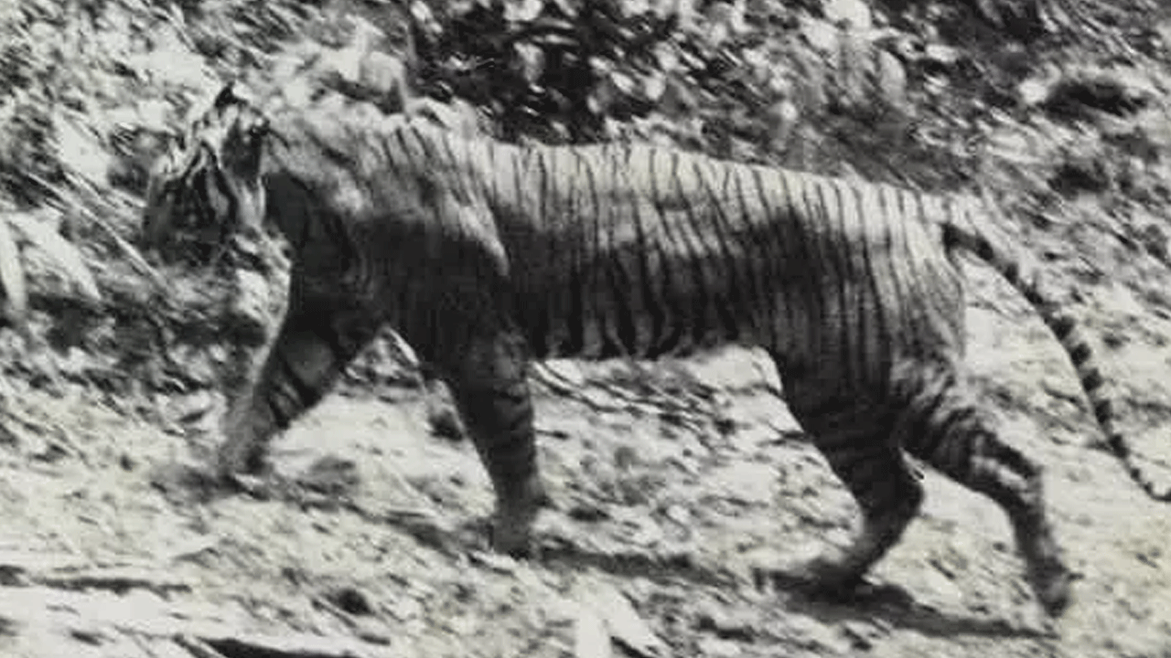 Foto - Hepsi zamana yenildi: İşte nesli tükenen hayvanların son görüntüleri!