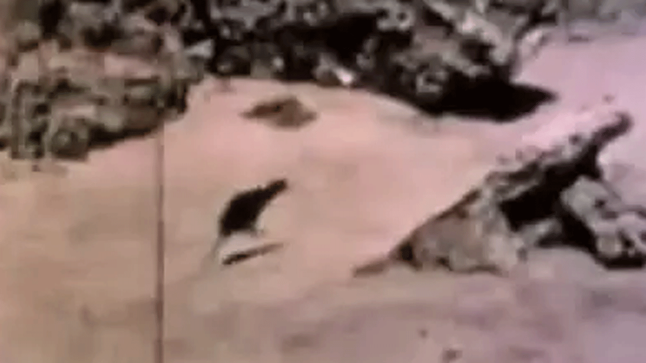 Foto - Hepsi zamana yenildi: İşte nesli tükenen hayvanların son görüntüleri!