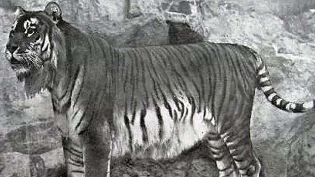 Foto - Hepsi zamana yenildi: İşte nesli tükenen hayvanların son görüntüleri!