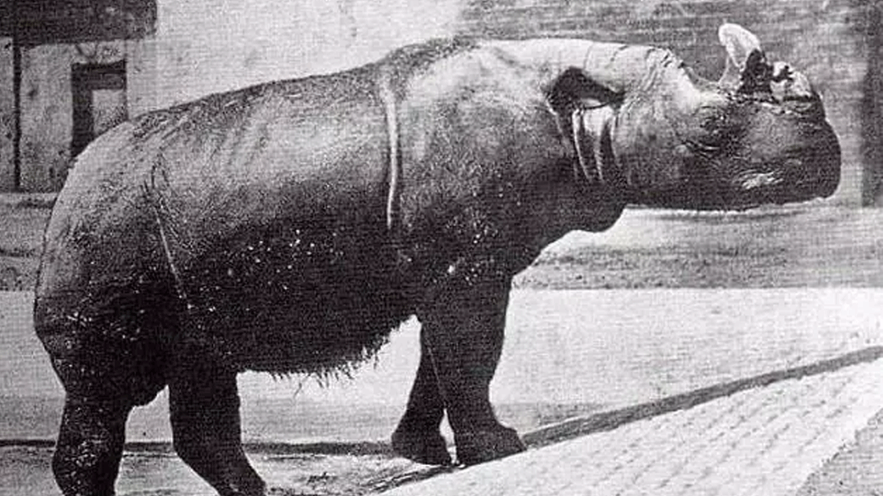 Foto - Hepsi zamana yenildi: İşte nesli tükenen hayvanların son görüntüleri!