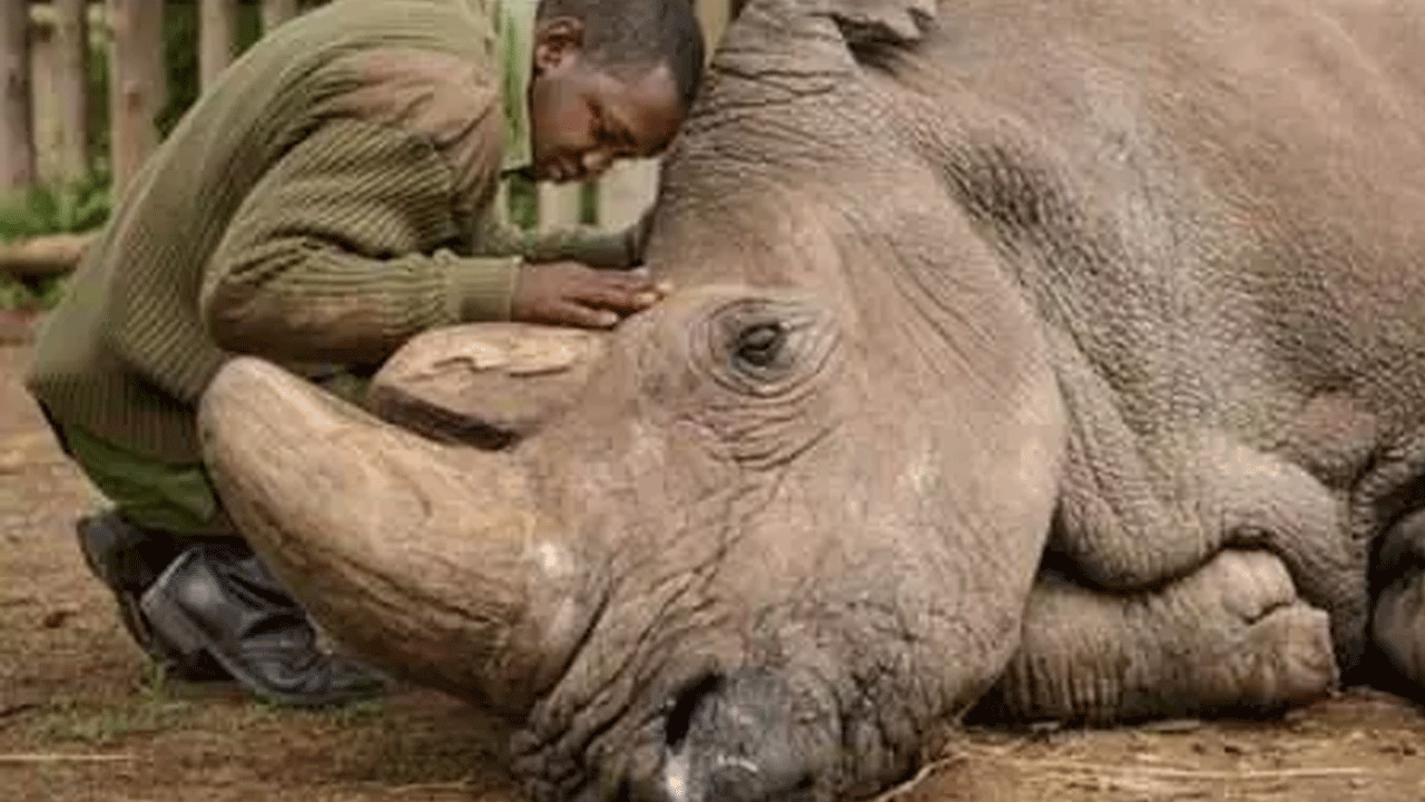Foto - Hepsi zamana yenildi: İşte nesli tükenen hayvanların son görüntüleri!