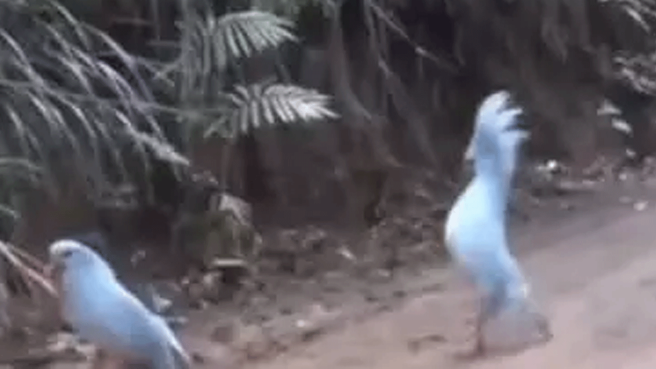 Foto - Hepsi zamana yenildi: İşte nesli tükenen hayvanların son görüntüleri!