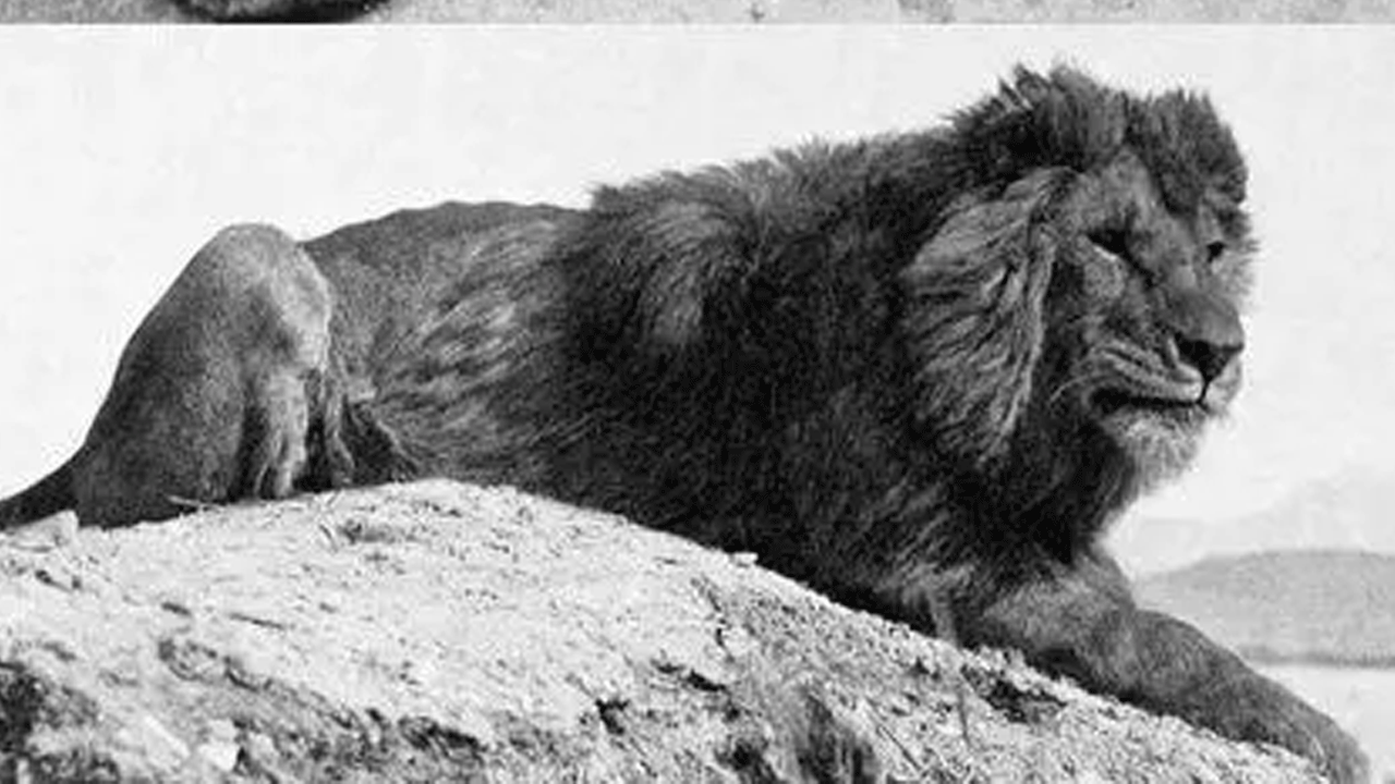 Foto - Hepsi zamana yenildi: İşte nesli tükenen hayvanların son görüntüleri!