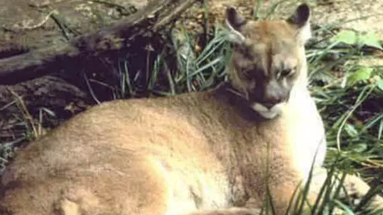 Foto - Hepsi zamana yenildi: İşte nesli tükenen hayvanların son görüntüleri!