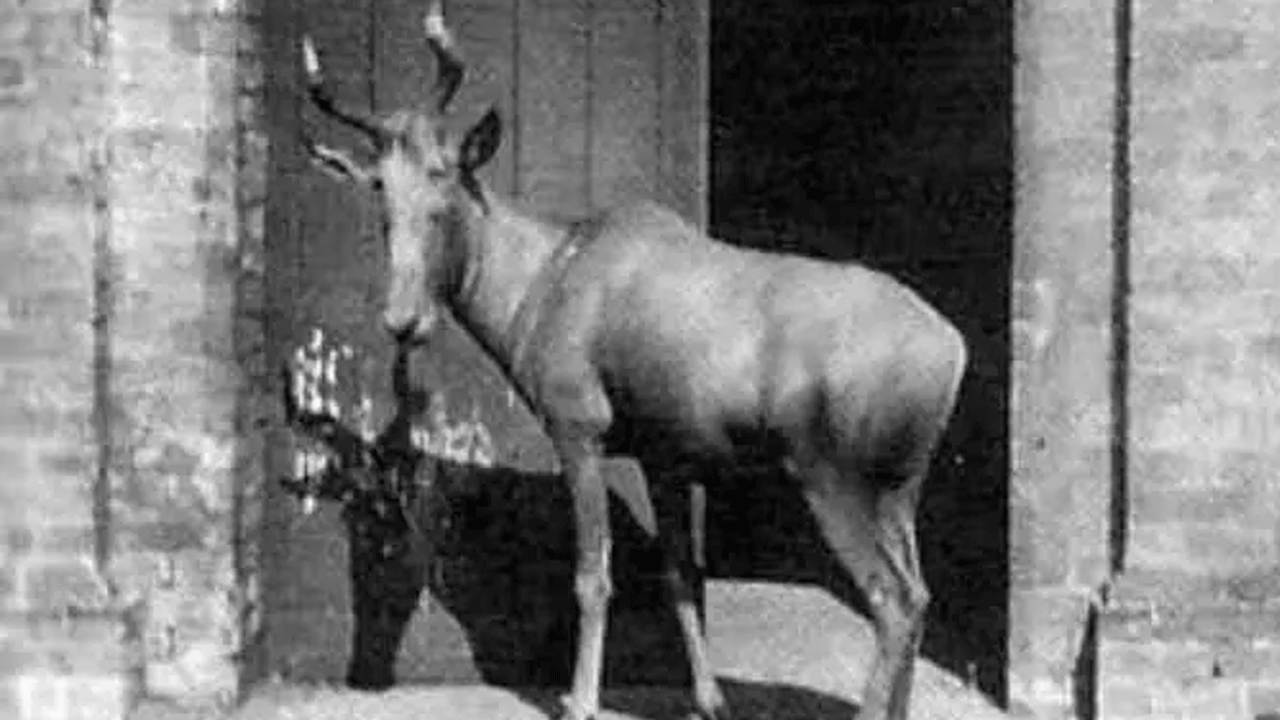 Foto - Hepsi zamana yenildi: İşte nesli tükenen hayvanların son görüntüleri!