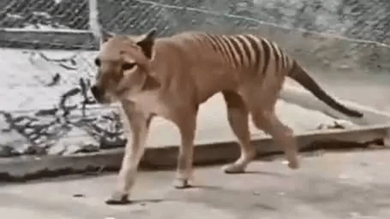 Foto - Hepsi zamana yenildi: İşte nesli tükenen hayvanların son görüntüleri!