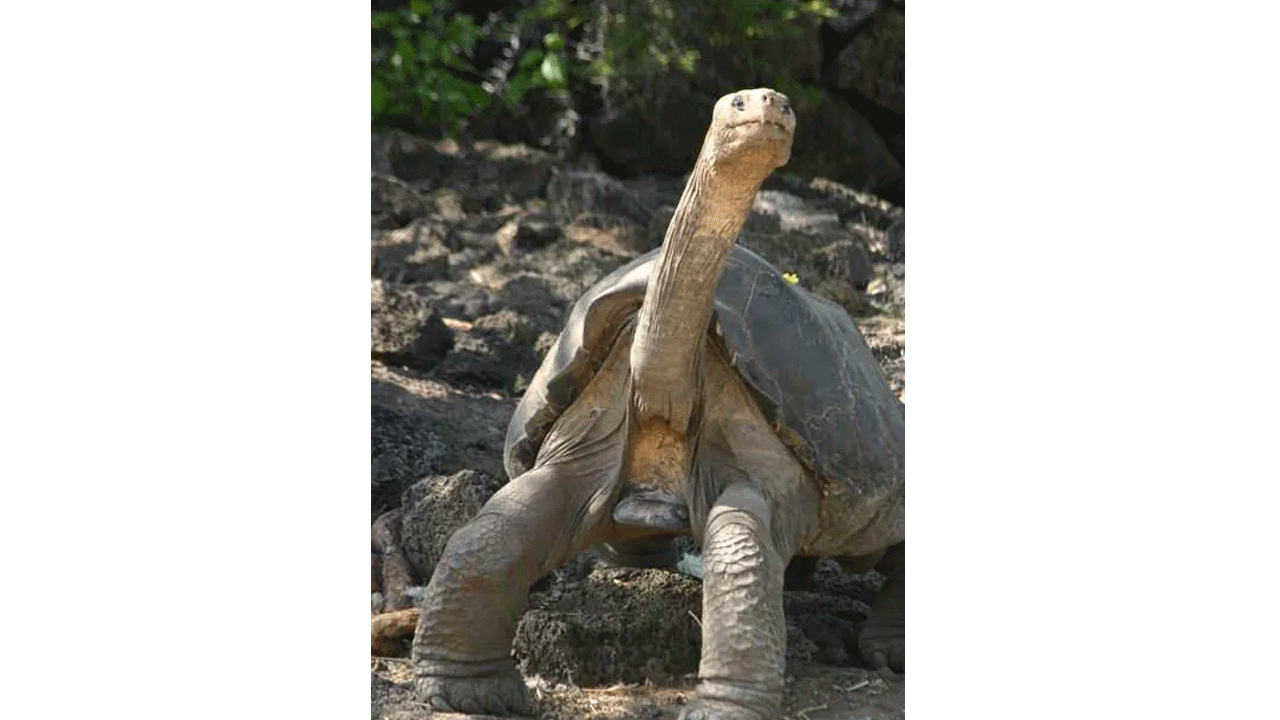 Hepsi zamana yenildi: İşte nesli tükenen hayvanların son görüntüleri!