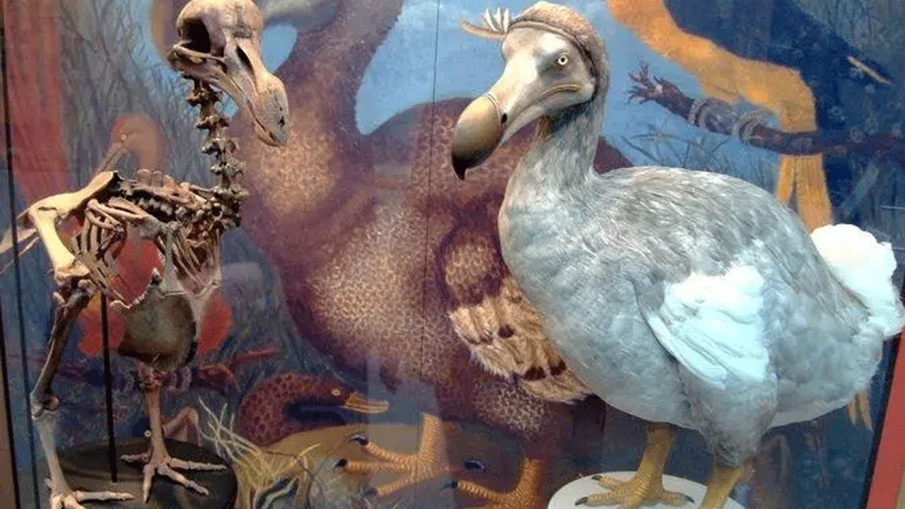 Foto - Hepsi zamana yenildi: İşte nesli tükenen hayvanların son görüntüleri!