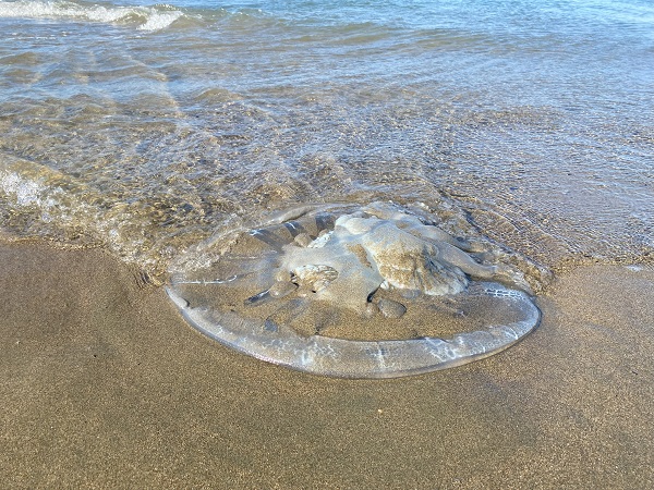 Bilim adamları uyarı üstüne uyarı yapıyor! Sakın dokunmayın sonu kötü