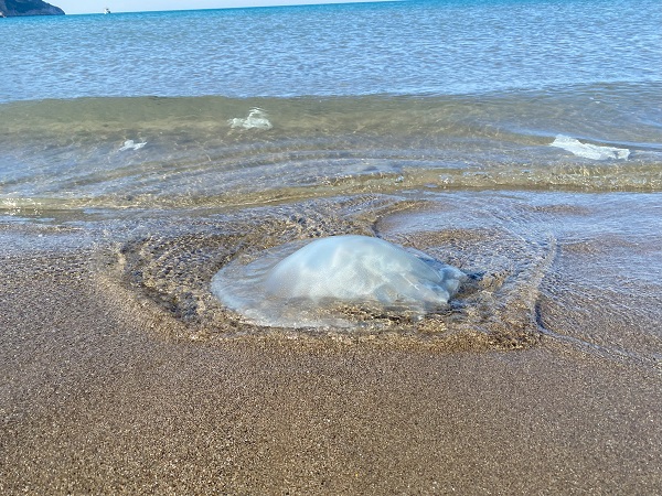 Foto - Bilim adamları uyarı üstüne uyarı yapıyor! Sakın dokunmayın sonu kötü