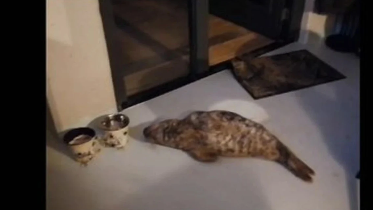 Foto - Hepsini severek okuyacaksınız! Dünyada geçen ayın en tuhaf olayları