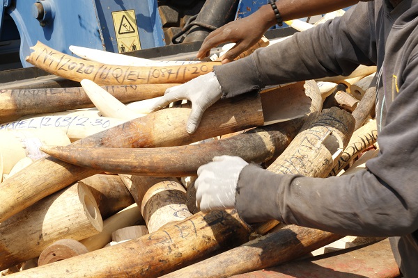 Foto - Hepsini tek tek imha ettiler! Değeri tam 11,2 milyon dolar