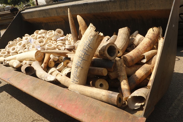 Foto - Hepsini tek tek imha ettiler! Değeri tam 11,2 milyon dolar