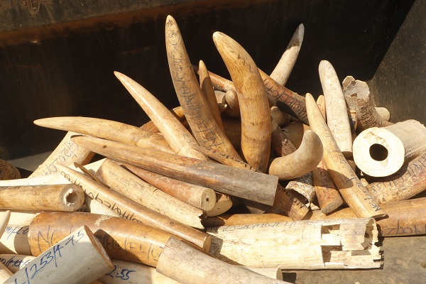 Foto - Hepsini tek tek imha ettiler! Değeri tam 11,2 milyon dolar