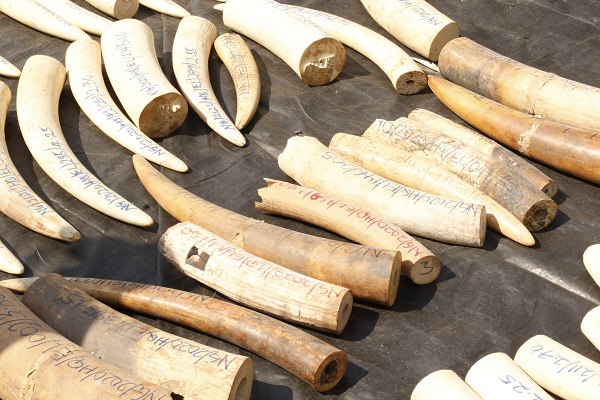 Foto - Hepsini tek tek imha ettiler! Değeri tam 11,2 milyon dolar