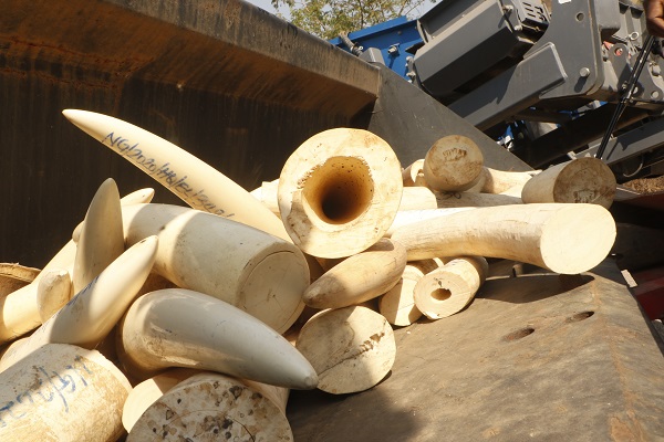 Foto - Hepsini tek tek imha ettiler! Değeri tam 11,2 milyon dolar