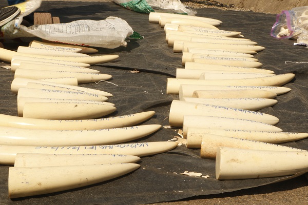 Foto - Hepsini tek tek imha ettiler! Değeri tam 11,2 milyon dolar