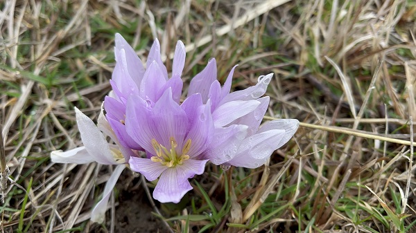 Foto - Her bir kare adeta kartpostallık 