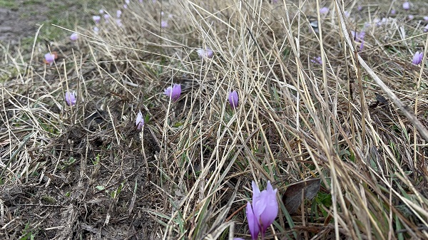Foto - Her bir kare adeta kartpostallık 
