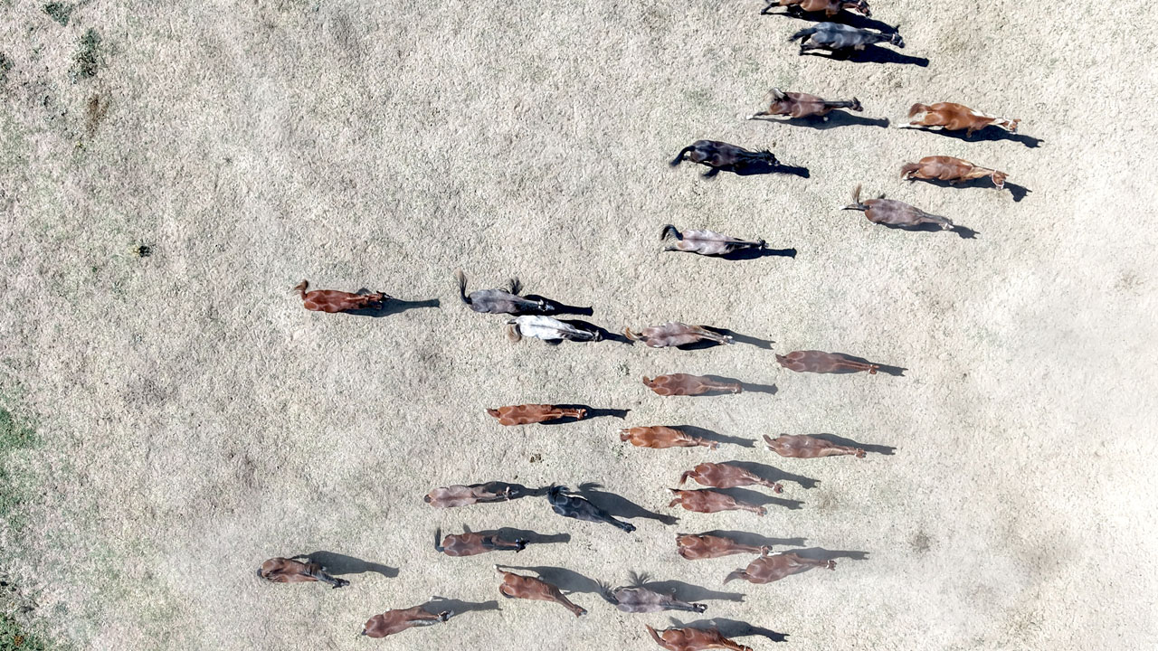 Foto - Her biri altın değerinde! 5 yılda 210 milyon lira gelir