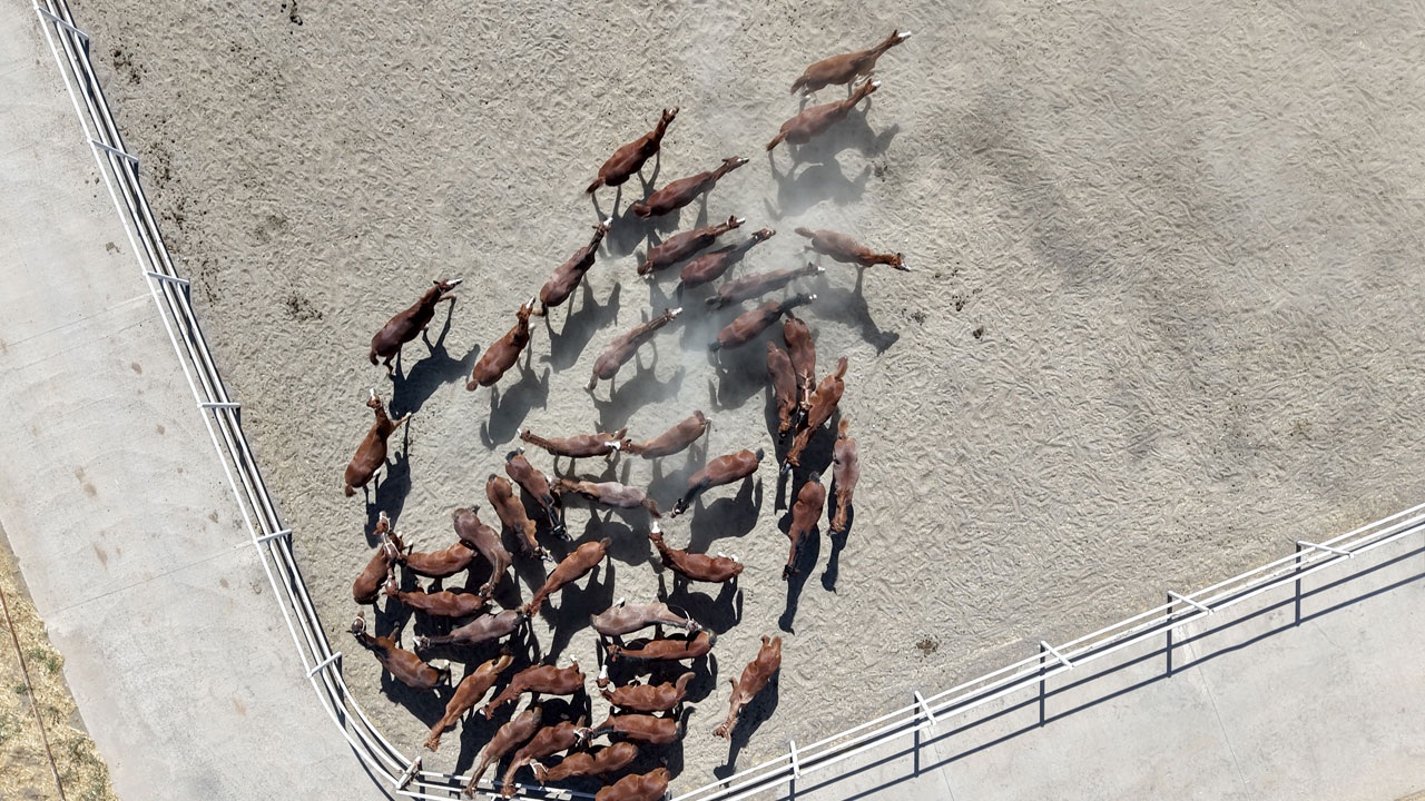 Foto - Her biri altın değerinde! 5 yılda 210 milyon lira gelir