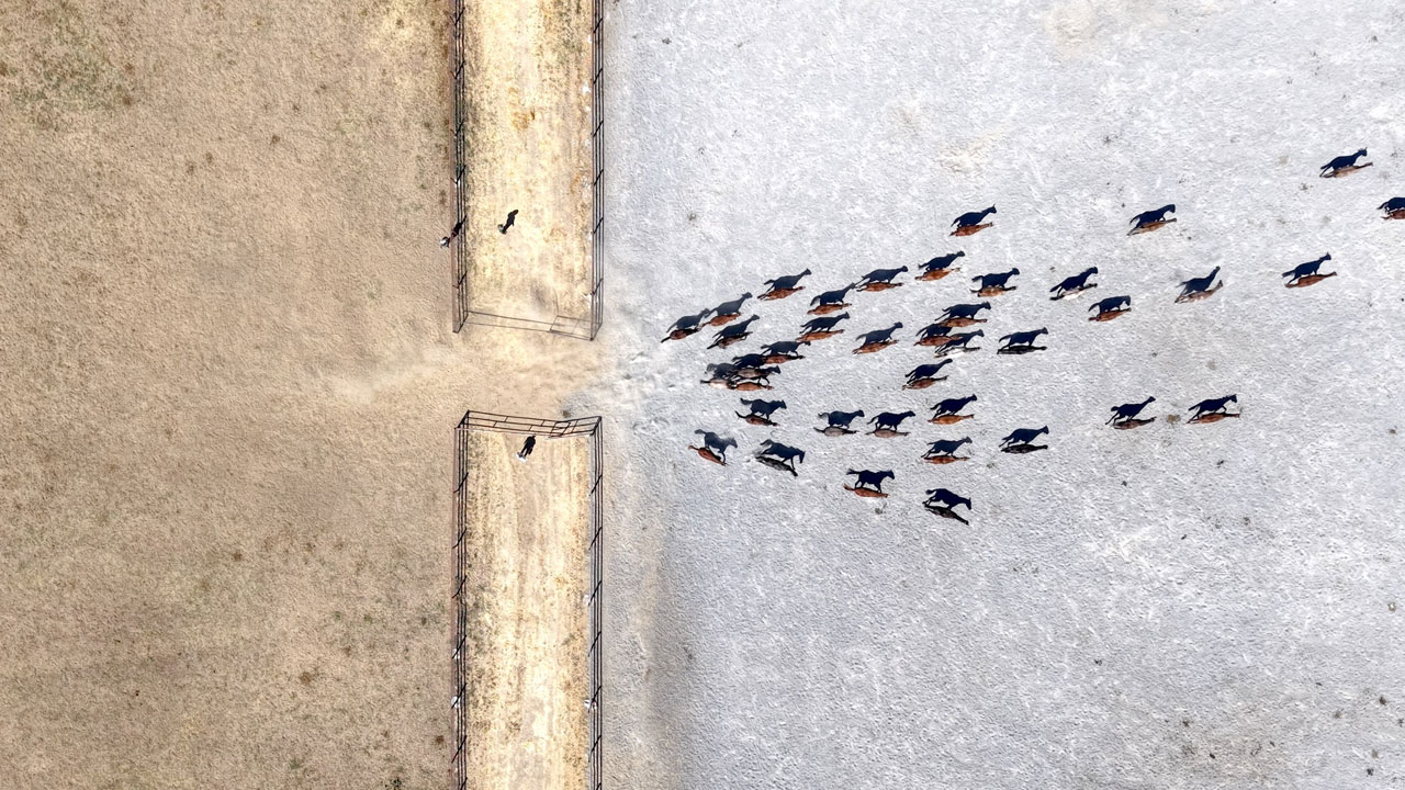 Her biri altın değerinde! 5 yılda 210 milyon lira gelir