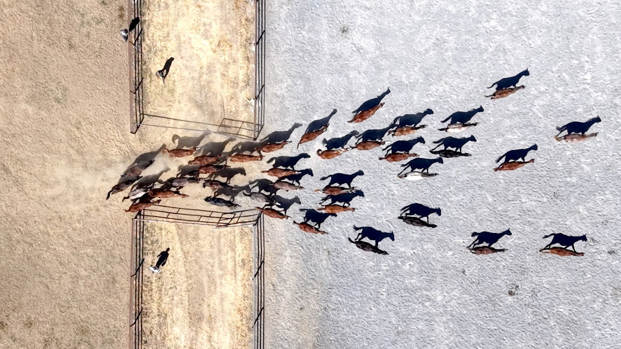 Foto - Her biri altın değerinde! 5 yılda 210 milyon lira gelir