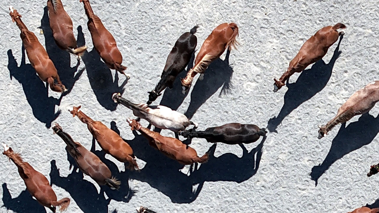 Foto - Her biri altın değerinde! 5 yılda 210 milyon lira gelir