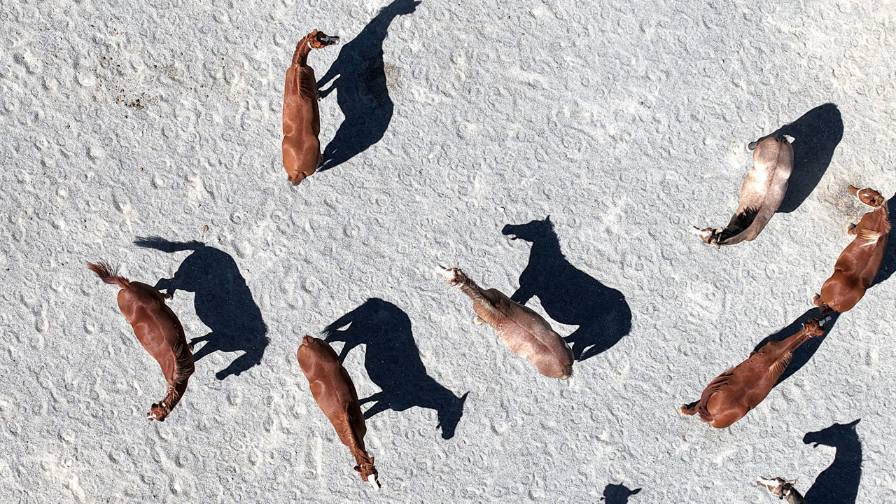 Foto - Her biri altın değerinde! 5 yılda 210 milyon lira gelir