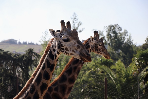 Foto - Her biri birbirinden sevimli! Darıca’nın minikleri